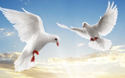 Peace_Dove-Animal_World_Series_Wallpaper_1280x800-400x250.jpg