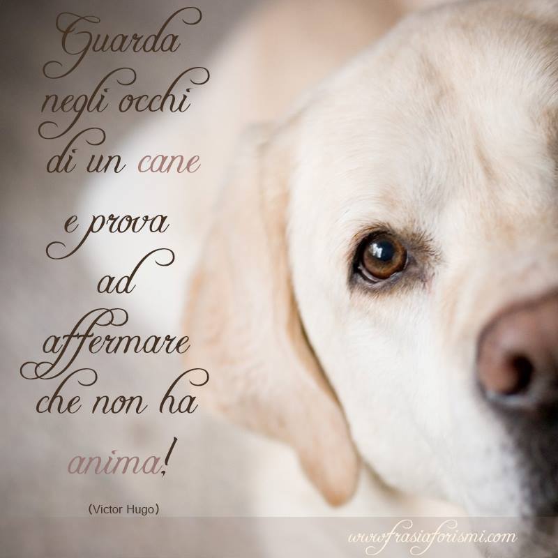 Frasi Sui Cani Frasi Famose Sui Cani Aforismi Citazioni Sui Cani