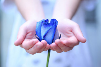 una rosa blu